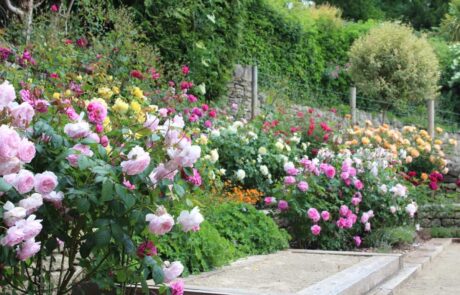 Petanque court rose garden design