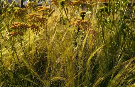 Trail of thought - RHS Tatton park